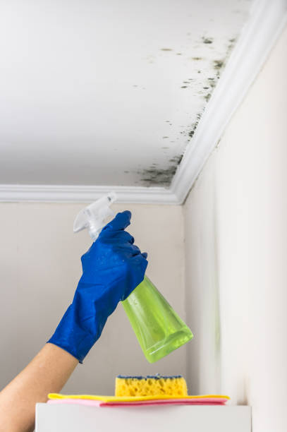 Best Best Mold Removal Companies  in Preakness, NJ